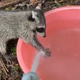 Illustration for article titled This rescue raccoon is too cute for its own damn good and wants you to wash your hands